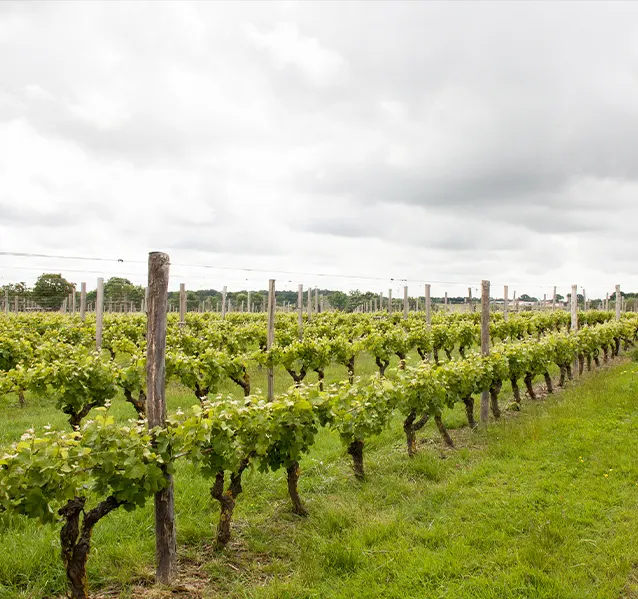 vignobles a Nantes